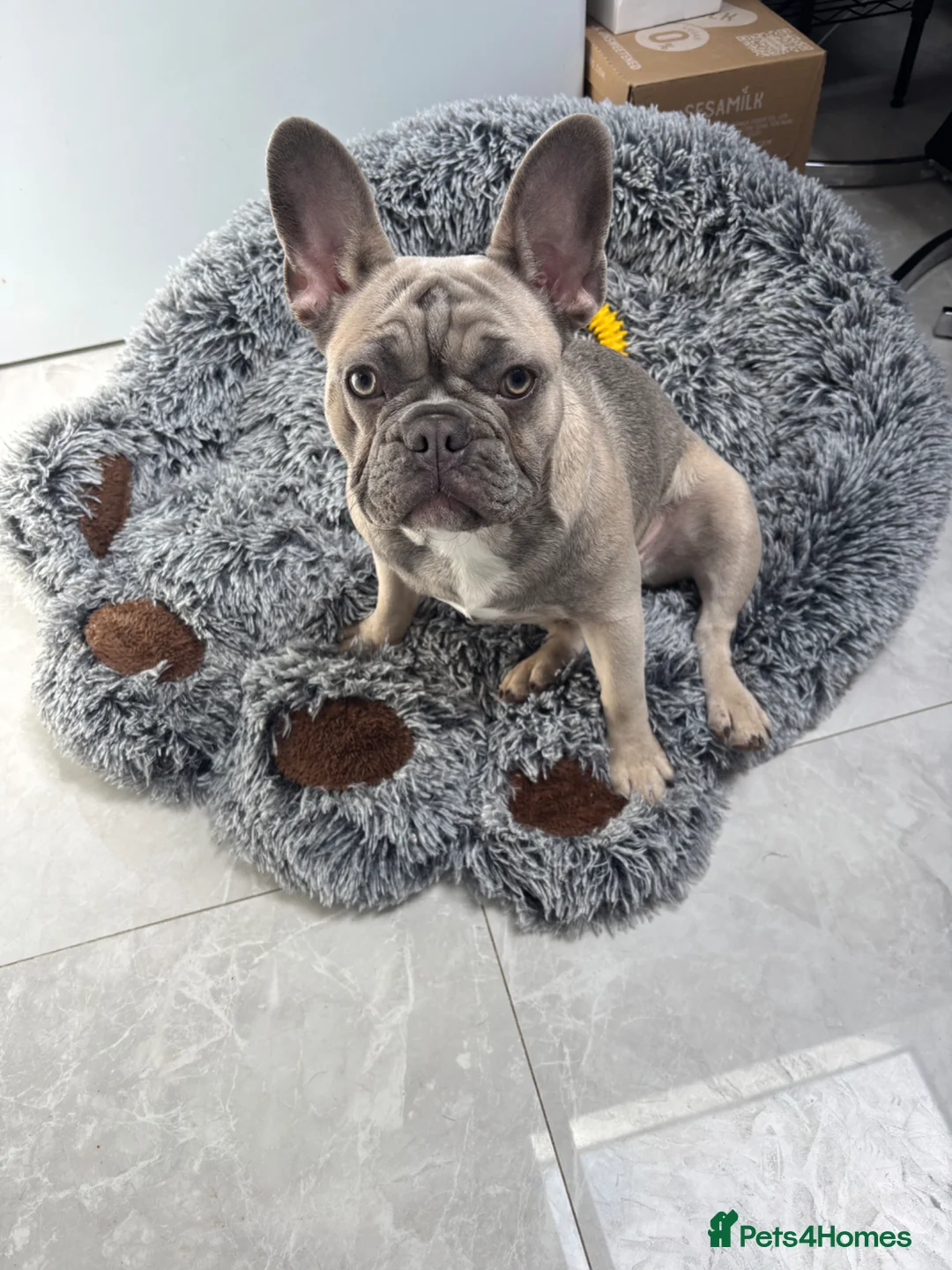 French Bulldog dogs for sale: Female French Bulldog for sale in Sidcup - Advert 1