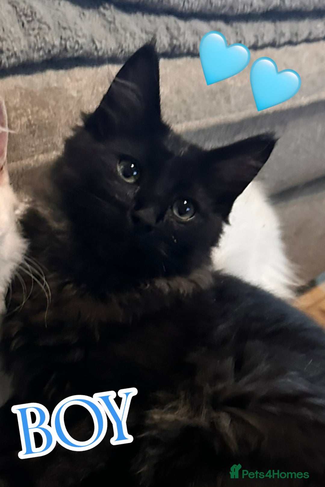 Ragdoll cats for sale: Calico Ragdoll kitten  - Image 4