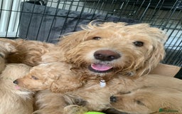 Double Doodle dogs for sale: Double doodles - Image 2