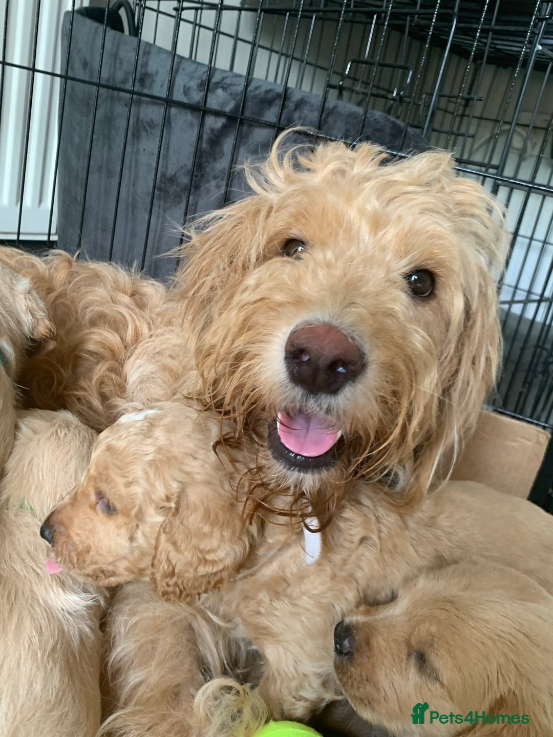 Double Doodle dogs for sale: Double doodles - Image 2