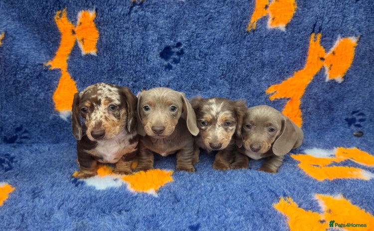 Dachshund dogs - Advert 1