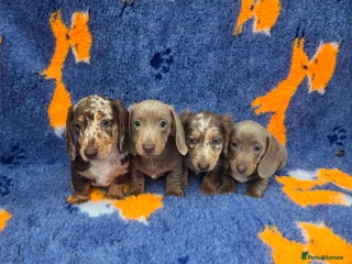 Dachshund dogs - Advert 1