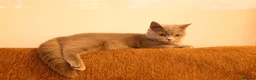 British Shorthair cats for sale: TICA registered Champion Bloodline BSH Kittens - Advert 11
