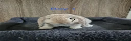 Mini Lop rabbits for sale: Pure Mini lop babies 8 weeks old  - Advert 2