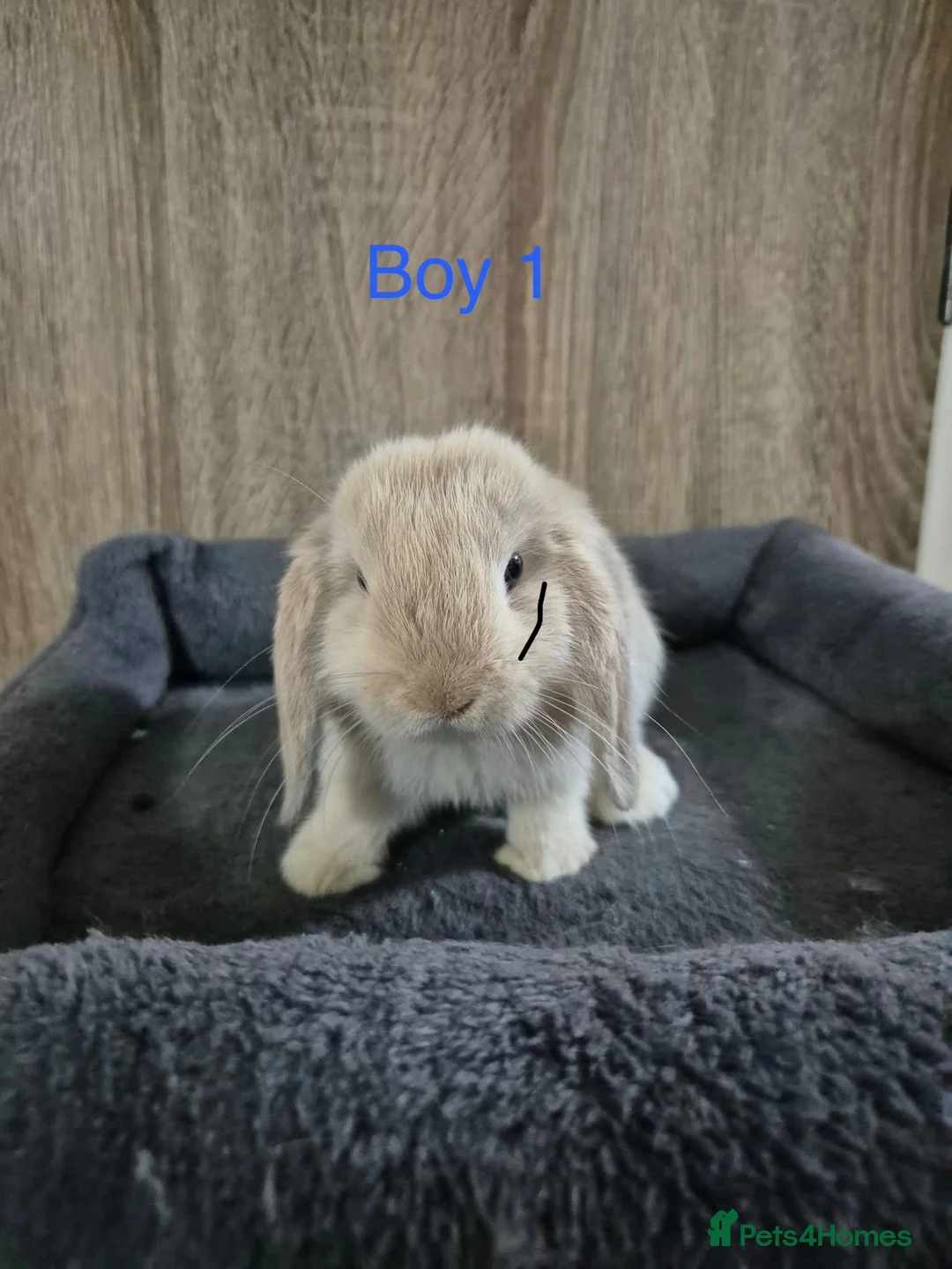 Mini Lop rabbits for sale: Pure Mini lop babies 8 weeks old  - Advert 2