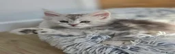Maine Coon cats for sale: 🐾 Maine Coon Kittens Looking for Loving Homes 🐾 - Advert 18