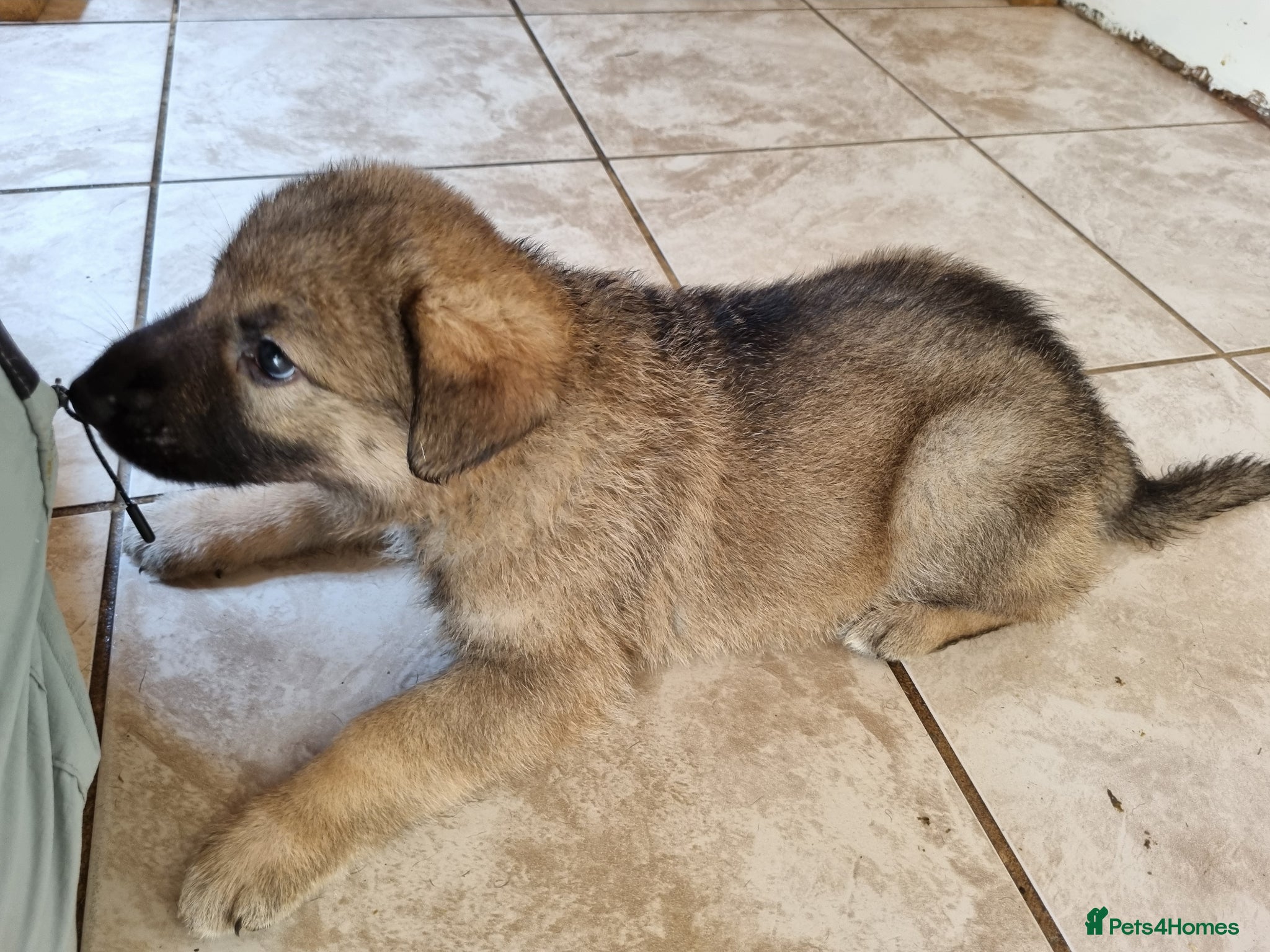German Shepherd dogs German Shepherd pups Straight back KC registered - Advert 1
