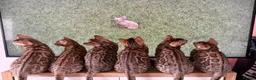 Bengal cats for sale: Gorgeous Bengal kittens, available now 💙🩷 - Advert 7