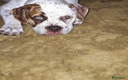 Mixed Breed dogs for sale: ADORABLE AMERICAN BULLDOG/ DOUGE DE BORDEAUX  - Image 3