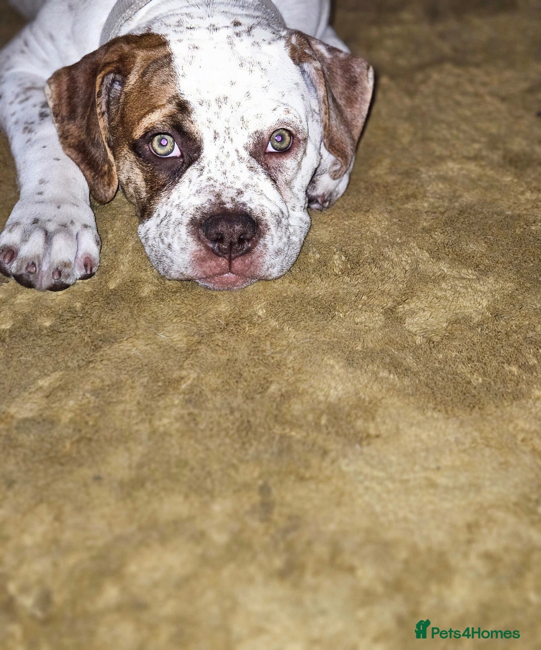 Mixed Breed dogs for sale: ADORABLE AMERICAN BULLDOG/ DOUGE DE BORDEAUX  - Image 3