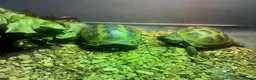 Tortoise reptiles for sale: Two Horsefield Tortoise with enclosure & heat lamp - Advert 6