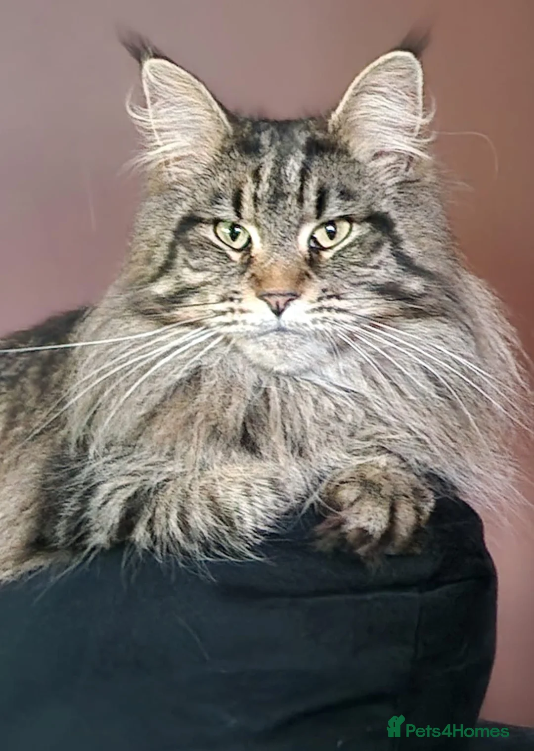 Maine Coon cats for sale: Male Soild white polydactyl Mainecoon - Advert 1