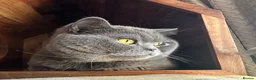 British Shorthair cats for sale: British Shorthair KITTENS  - Advert 14