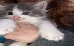 Mixed Breed cats for sale: Tabby and grey kittens  - Image 7