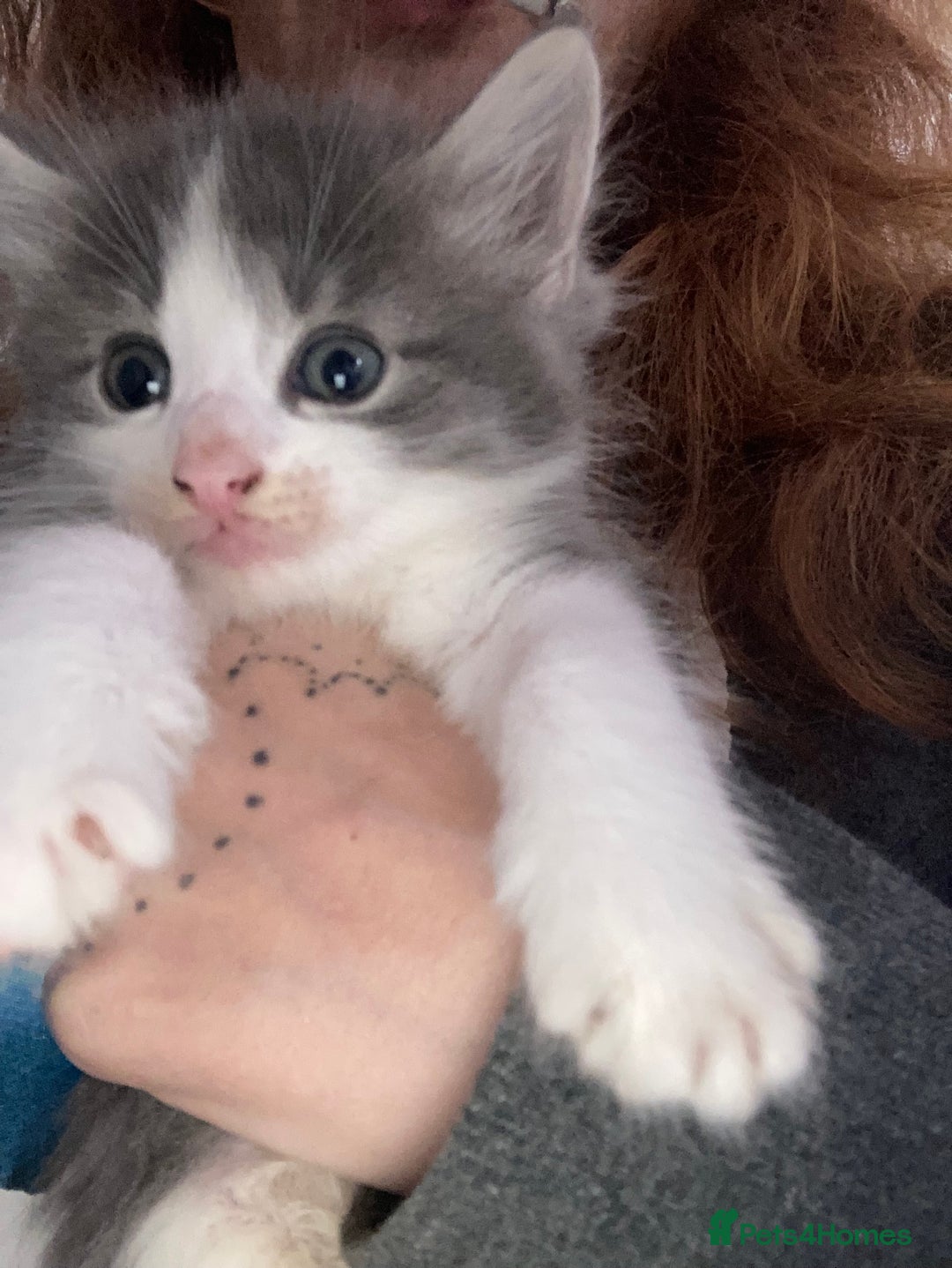 Mixed Breed cats for sale: Tabby and grey kittens  - Image 7