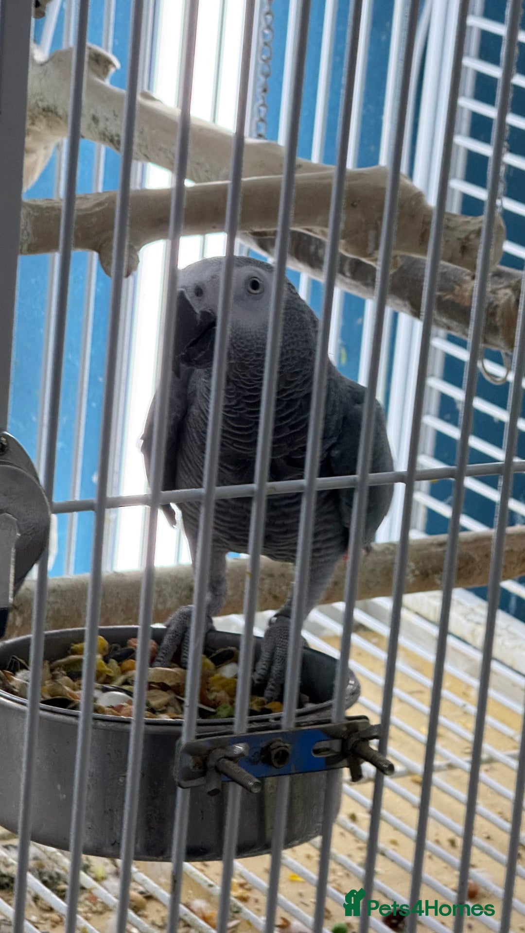 Parrots birds for sale: Parrot for sale Glasgow  - Image 2