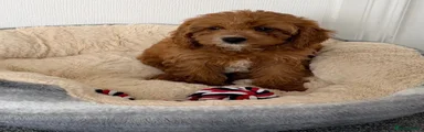 Cavapoo 4