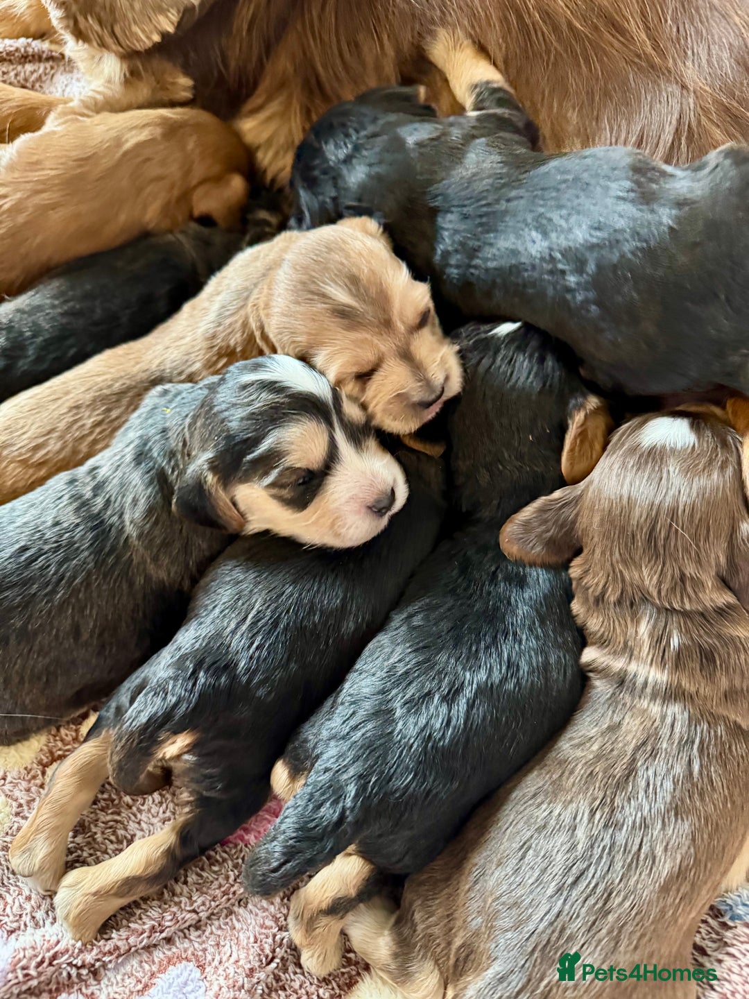 Cocker Spaniel dogs for sale: Kc reg show type cocker spaniel puppies  - Image 1