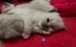Ragdoll cats for sale: ✨Ragdoll Kittens Available – European Lines ✨ - Image 13