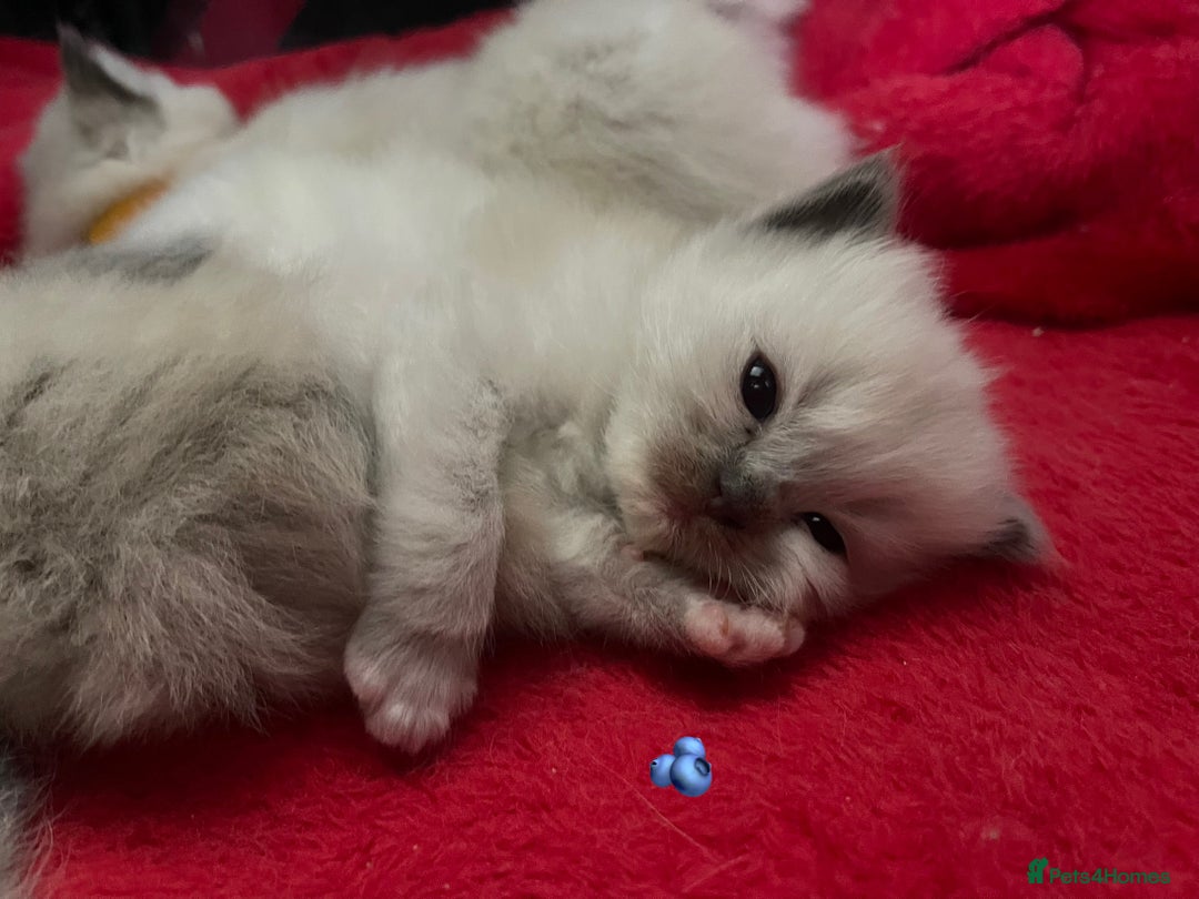Ragdoll cats for sale: ✨Ragdoll Kittens Available – European Lines ✨ - Image 13