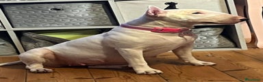 English Bull Terrier Puppy 1