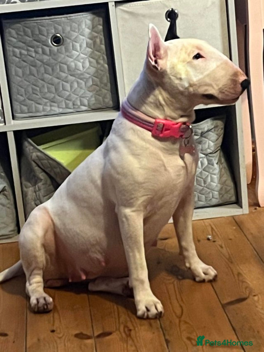 English Bull Terrier dogs for sale: English bull terrier puppies - Advert 4