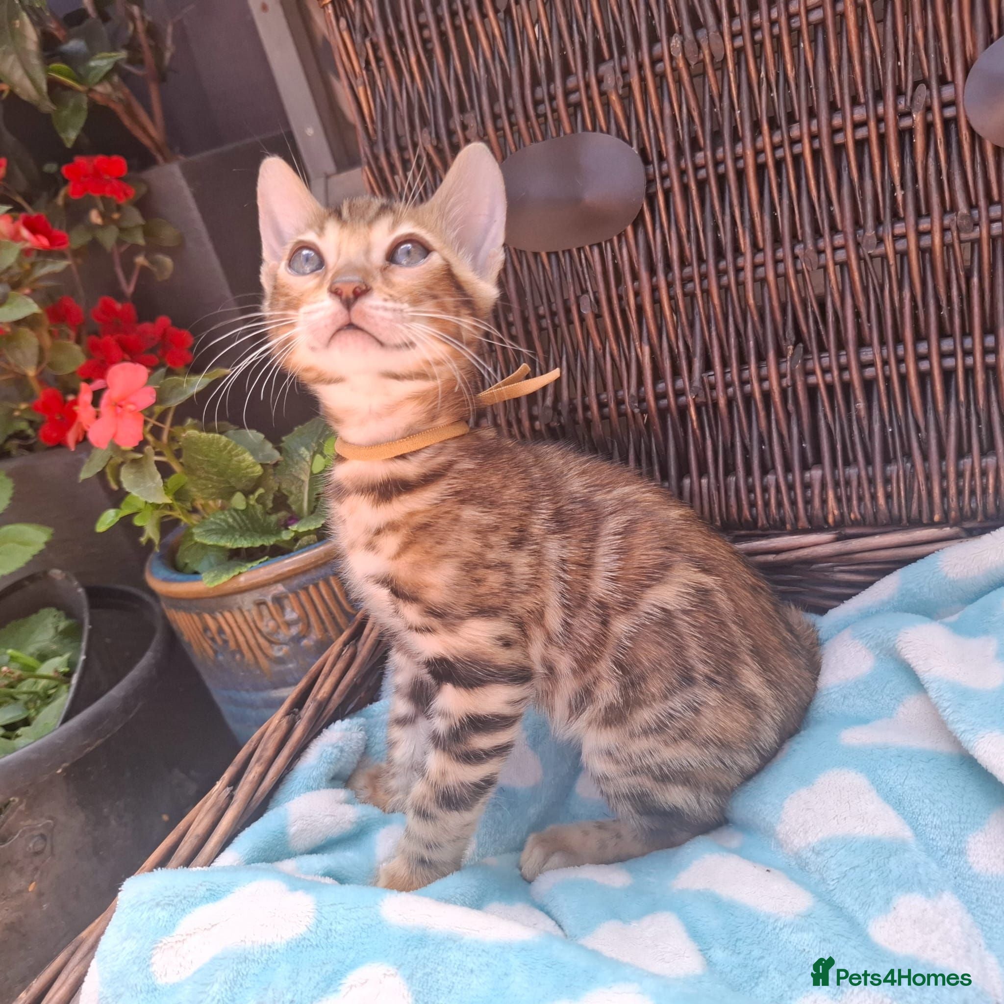 Bengal cats Stunning Bengal Kittens  - Advert 17