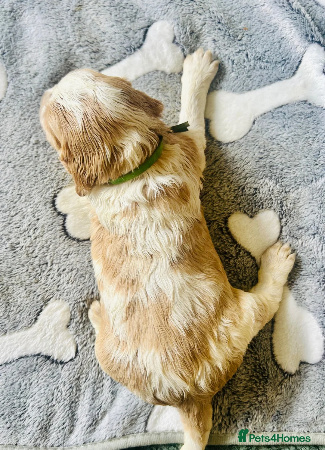Cocker Spaniel dogs for sale: Stunning Cocker Spaniels  - Advert 2