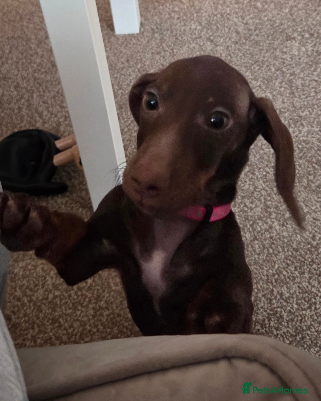 Dachshund dogs for sale: Female Dachshund Puppy - Advert 4