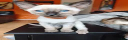 Siamese cats for sale: Gorgeous Siamese kittens!!! - Advert 12
