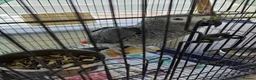 Parrots birds for sale: Baby African Gray  - Advert 4