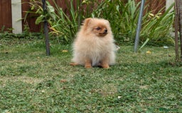 Pomeranian dogs for sale: Last two girls available. Tiny, Rare Pomeranian in Boston - Image 7