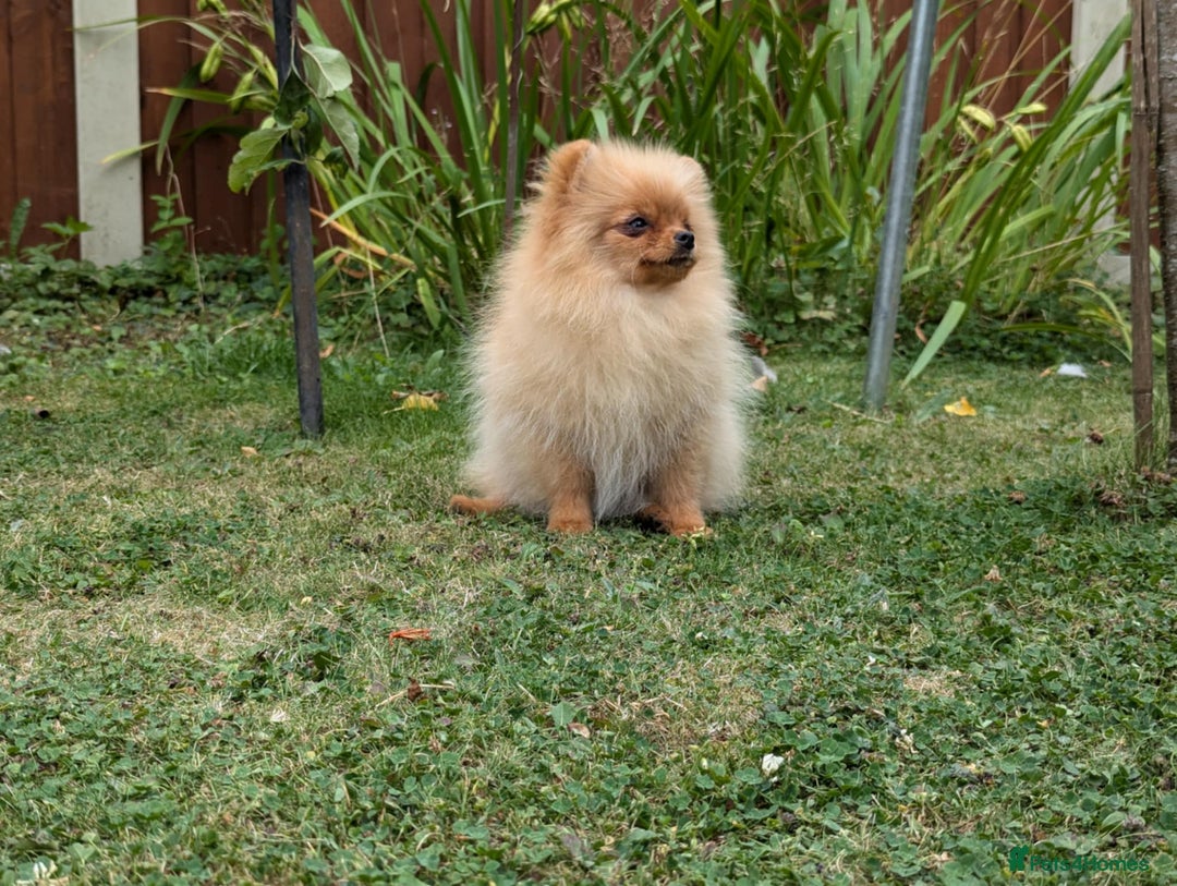 Pomeranian dogs for sale: Last two girls available. Tiny, Rare Pomeranian in Boston - Image 7