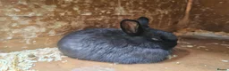 Mixed Breed rabbits for sale: Mixed bread bunnies variety of colours in Haverfordwest - Advert 2