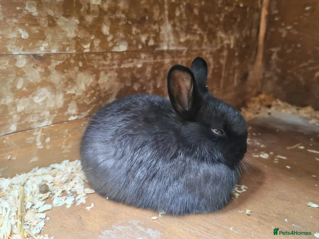 Mixed Breed rabbits for sale: Mixed bread bunnies variety of colours in Haverfordwest - Advert 2