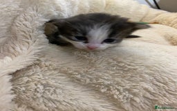 British Shorthair cats for sale: Rag doll cross breads  - Image 3