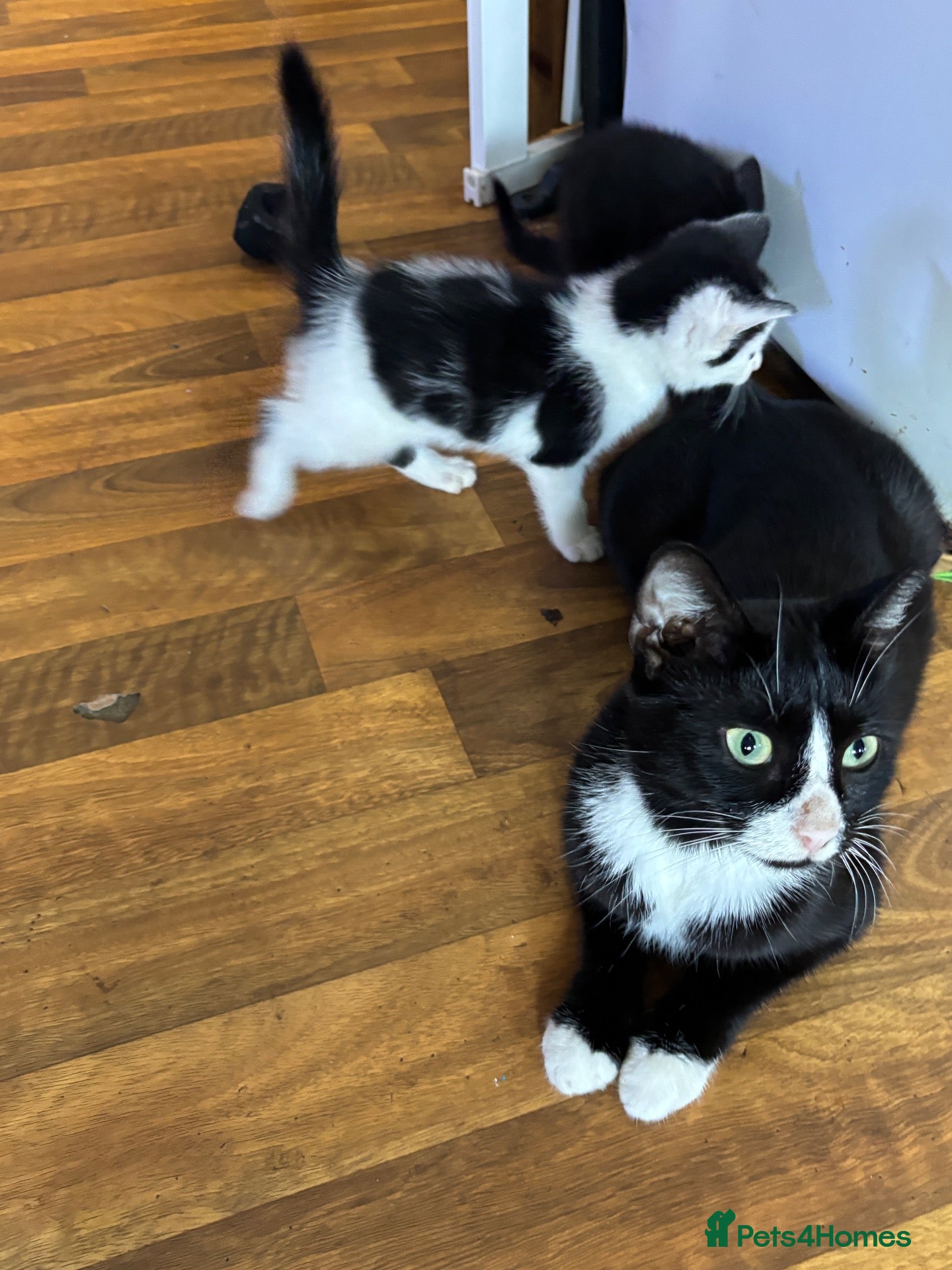 Domestic Shorthair cats Beautiful kittens for sale - Advert 7