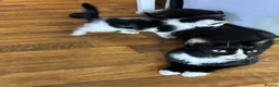Domestic Shorthair cats for sale: Beautiful kittens for sale - Advert 1