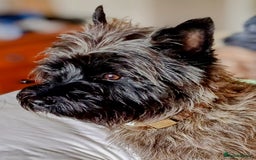 Cairn Terrier dogs for stud: Champion bloodline, KC registered Cairn for stud. in Hope Valley - Image 2