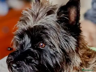 Cairn Terrier dogs Champion bloodline, KC registered Cairn. in Hope Valley - Advert 4