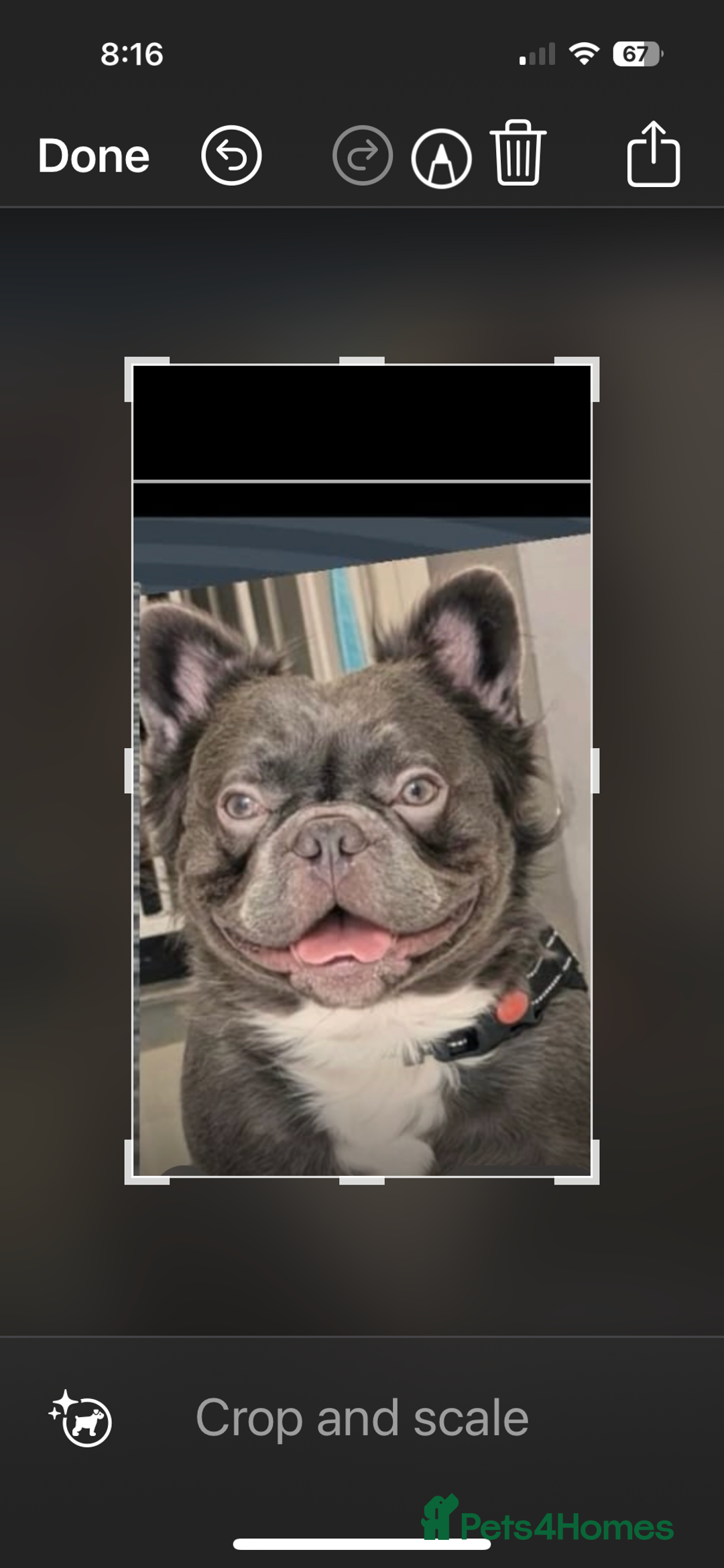 French Bulldog dogs for sale: Full KC French bulldogs puppies for sale - Image 9