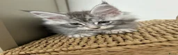 Maine Coon cats for sale: 2 tica Maine coones ready 12th of June  - Advert 4