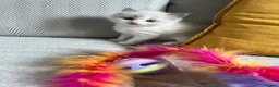 Ragdoll cats for sale: TICA REGISTERED RAGDOLL KITTENS  - Advert 23