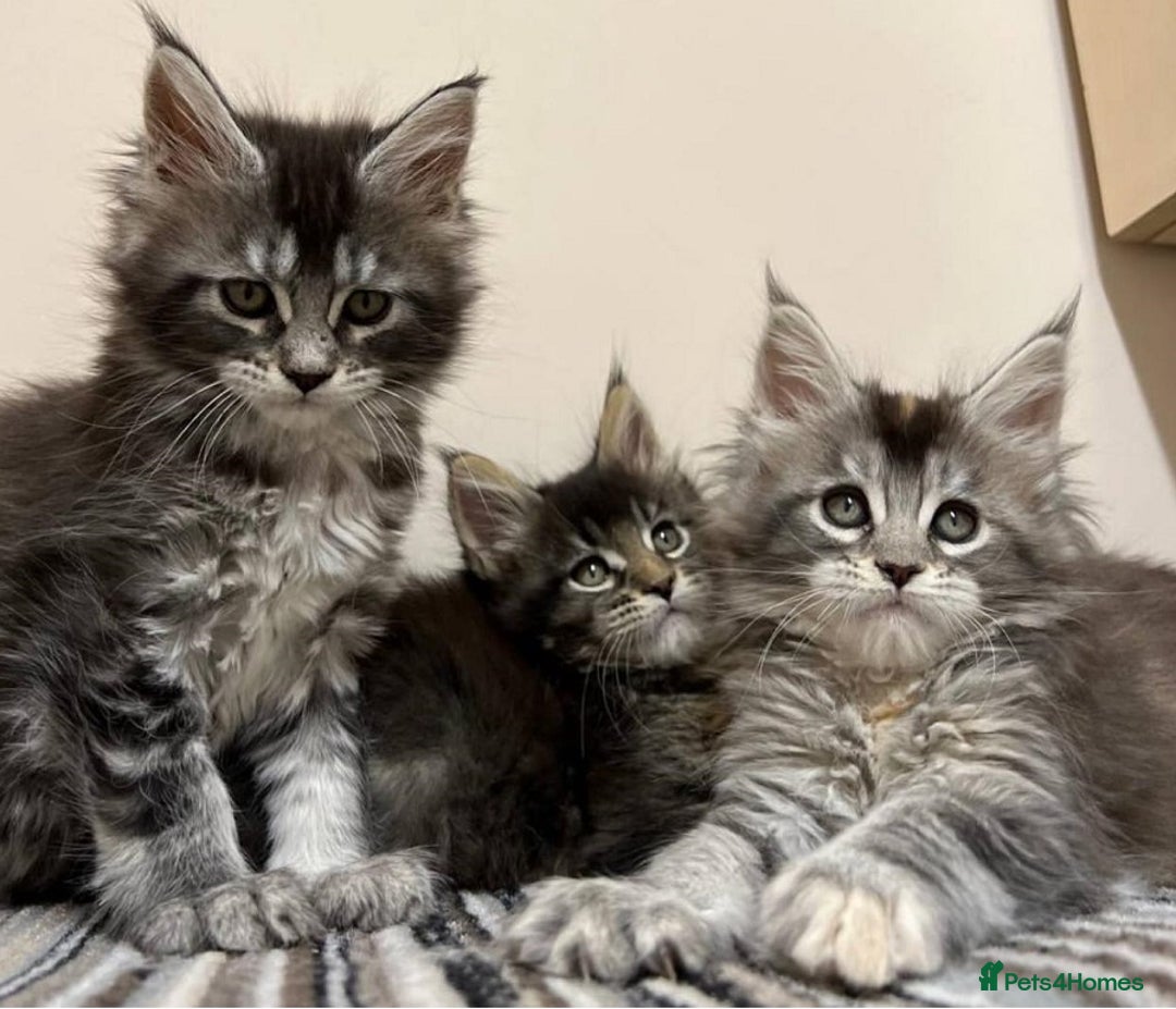 Maine Coon cats for sale: 4 Truly Pure Maine Coons kittens - Advert 1
