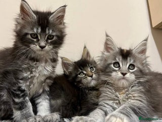 Maine Coon cats 4 Truly Pure Maine Coons kittens - Advert 1