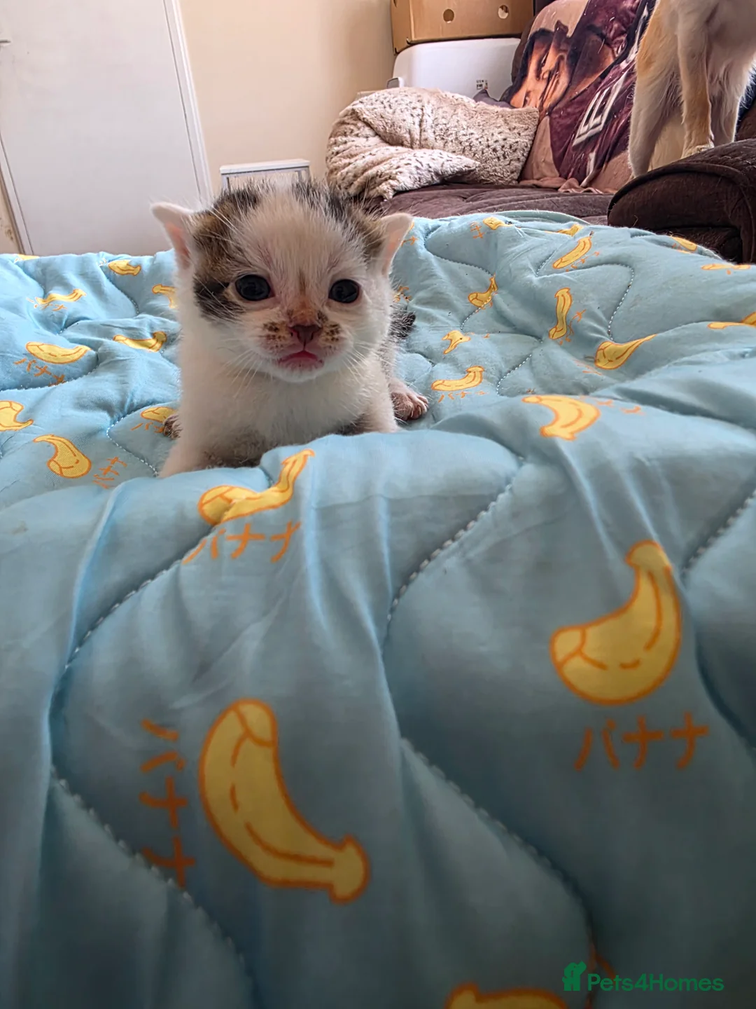 Mixed Breed cats for sale: READY NOW Bengal cross kittens  - Advert 9