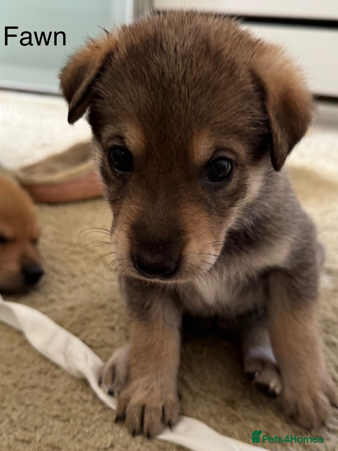 Mixed Breed dogs for sale: Beautiful Inca & handsome Nanuq PUPDATE x4 - Image 28