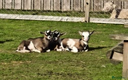 Goats livestock for sale: Pygmy x kids  - Image 3