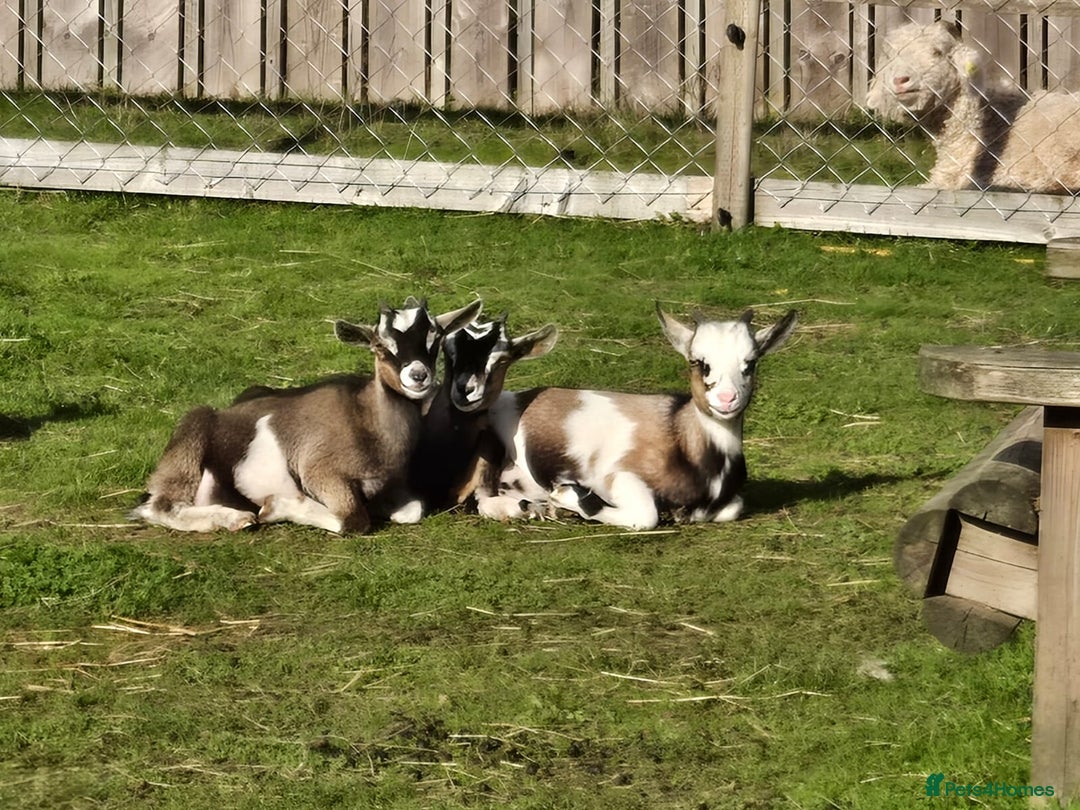 Goats livestock for sale: Pygmy x kids  - Image 3