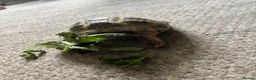 Tortoise reptiles for sale: Horsfield tortoises  - Advert 2